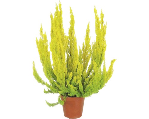 Vresovec stromkovitý FloraSelf Erica arborea ‘Albert’s Gold’ Ø kvetináča 10/ 11 cm Žltý izbový cypriš v kvetináči
