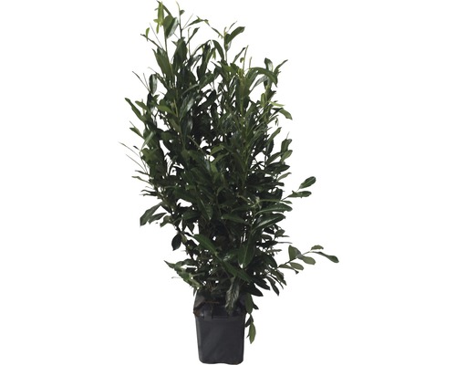 Vavrínovec v kvetináči