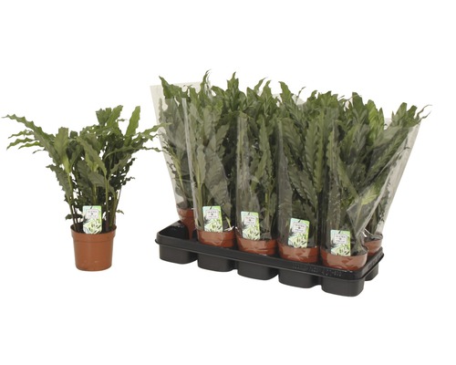 Izbové rastliny Asplenium Parvati v kvetináči a súprave