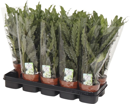 Podnos s niekoľkými rastlinami Calathea v kvetináči, zabalené v plastovej fólii