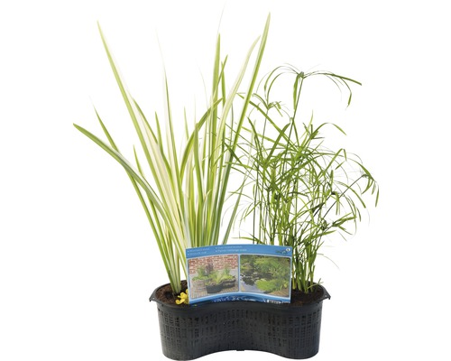 Sada jazierkových rastlín v kvetináči s rôznymi vodnými rastlinami