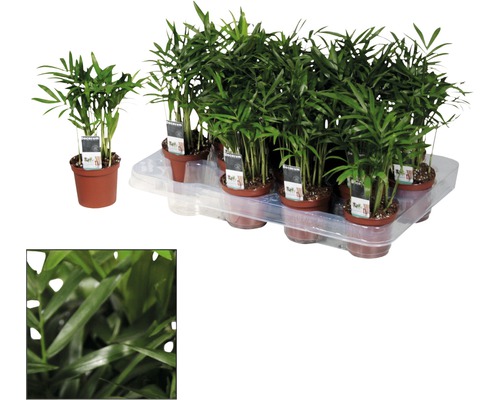 Niekoľko trpasličích paliem v kvetináčoch na podnose