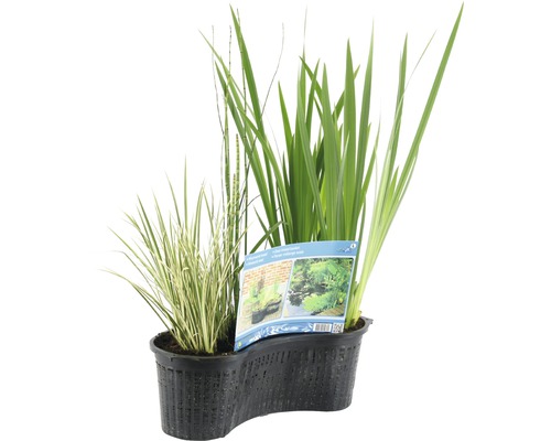 Jazierkové rastliny v kvetináči na návrh záhradného jazierka