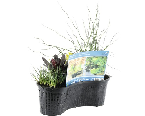 Kvetináč s jazierkovými rastlinami pre záhradné jazierko