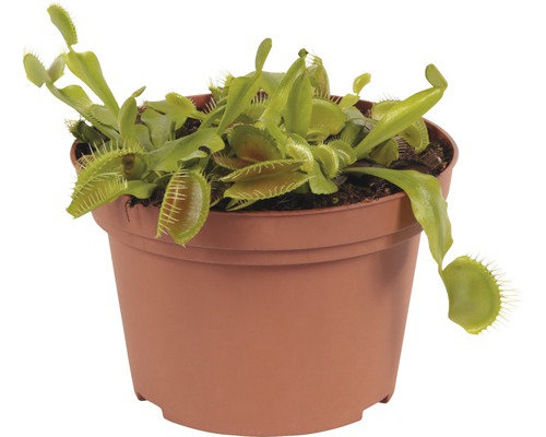 Mucholapka podivná v kvetináči