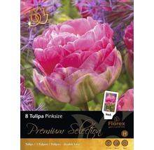 Balenie tulipánov Pinksize, plnokvetá neskorá odroda, 8 kusov