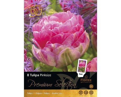 Balenie tulipánov Pinksize, plnokvetá neskorá odroda, 8 kusov