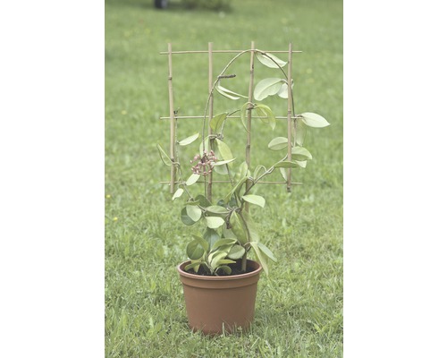 Izbová rastlina Hoya Carnosa v kvetináči s oporou