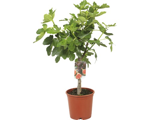 Figovník v kvetináči