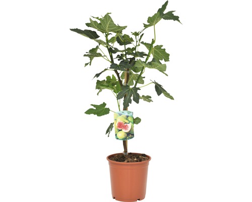 Figovník v kvetináči