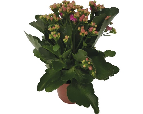 Kolopejka vďačná Kalanchoe blossfeldiana 'Calandiva' 20-25 cm ružová Ø 12 cm kvetináč