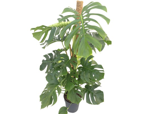 Monstera skvostná FloraSelf Monstera deliciosa 120-150 cm kvetináč Ø 27 cm