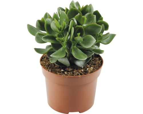 Tučnolist vajcovitý FloraSelf Crassula ovata 'Hulk' výška 17-22 cm kvetináč Ø 12 cm Tučnolist Crassula v kvetináči