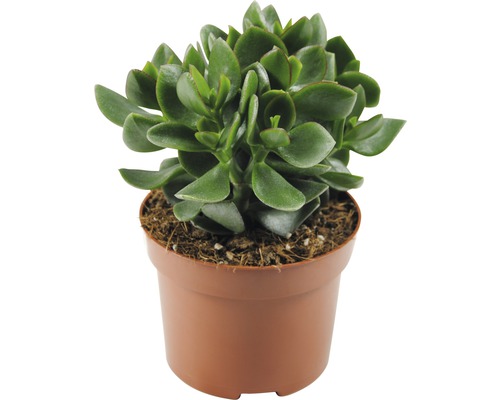 Tučnolist vajcovitý FloraSelf Crassula ovata 'Hulk' výška 17-22 cm kvetináč Ø 12 cm