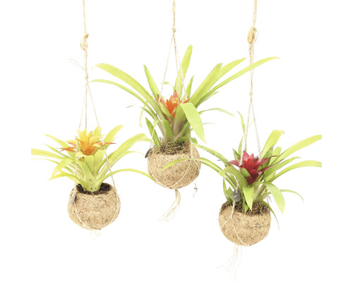 Kokodama záves bromélia FloraSelf Bromelia výška 25-30 cm kvetináč Ø 12 cm 1 ks, rôzne druhy