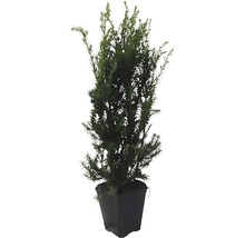 Tis v kvetináči ako záhradná rastlina