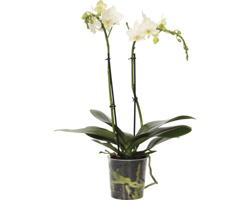 Motýlia orchidea FloraSelf Phalaenopsis-Cultivars Multiflower 30-40 cm kvetináč Ø 9 cm biela