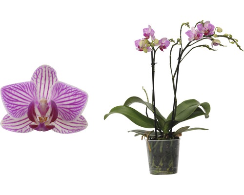 Motýlia orchidea FloraSelf Phalaenopsis-Cultivars Multiflower 30-40 cm v kvetináči Ø 9 cm ružová