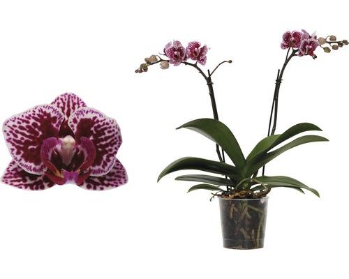 Motýlia orchidea FloraSelf Phalaenopsis kultivar Multiflower výška 30-40 cm kvetináč Ø 9 cm dvojfarebná fialová