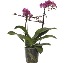 Orchidea v kvetináči s ružovými kvetmi