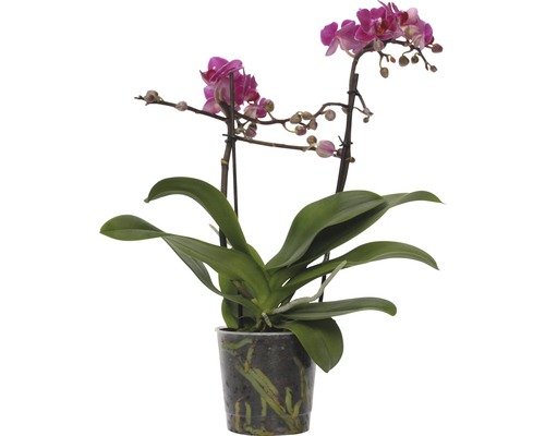 Motýlia orchidea FloraSelf Phalaenopsis kultivar Multiflower výška 30-40 cm kvetináč Ø 9 cm tmavoružová