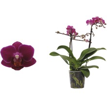 Orchidea Phalaenopsis s kvetom v kvetináči