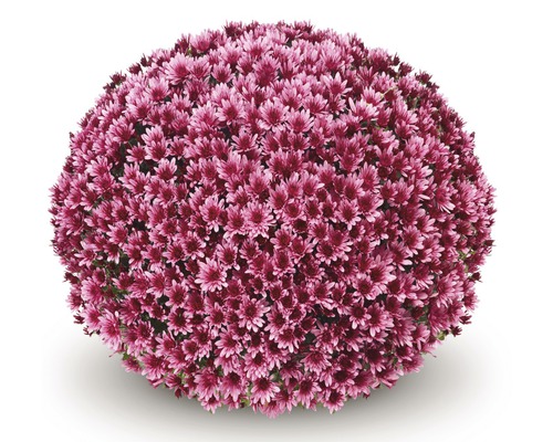 Chryzantéma Chrysanthemum indicum Aduro Violet kvetináč Ø 19 cm