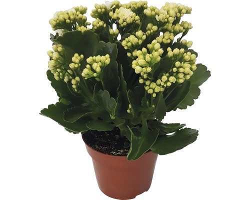 Kolopejka vďačná Kalanchoe blossfeldiana „Calandiva“ biela 20-25 cm Ø 12 cm kvetináč