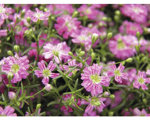 Gypsomilka FloraSelf Gypsophyla muralis kvetináč Ø 12 cm