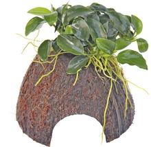 Akvarijná rastlina na kokosovom orechu