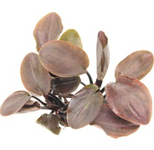 Akvarijná rastlina s oválnymi listami