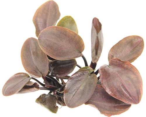 Lagenandra červená Lagenandra meeboldii ´Red´ Akvarijná rastlina s oválnymi listami