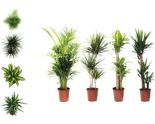 Izbové rastliny zelený mix FloraSelf 120-140 cm kvetináč Ø 24 cm rôzne odrody 1 ks Izbové rastliny v kvetináčoch, rôzne druhy