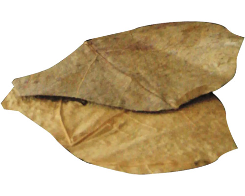 Dva listy mandľovníka morského