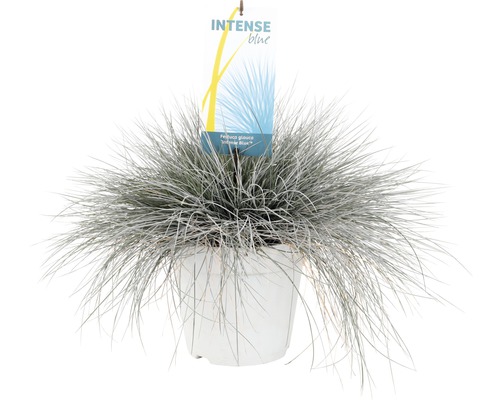 Kostrava sivá ''Intense Blue'' v kvetináči