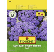 Balíček rastlín FloraSelf Ageratum houstonianum Capri