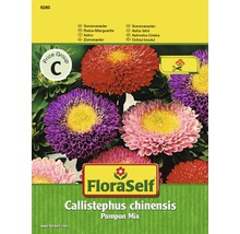FloraSelf Callistephus chinensis Pompon Mix balenie kvetov