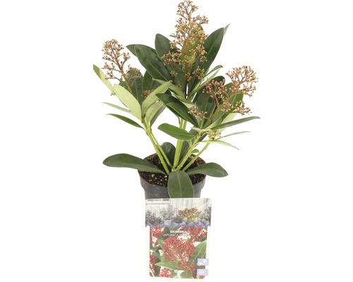 Skimia japonská FloraSelf Skimmia japonica 'Rubella' 6 až 9 okolíkov V 10-20 cm kvetináč 0,5 l