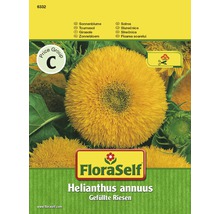 Slnečnicové semienka plnené obry od FloraSelf