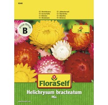 FloraSelf Semená slamihy Helichrysum bracteatum Mix