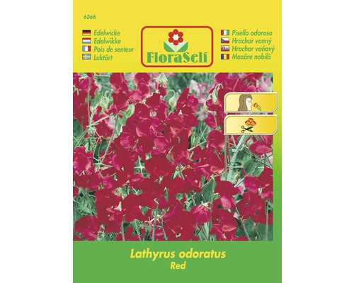 Hrachor vonný červený 'Lathyrus odoratus' kvetinové semená FloraSelf