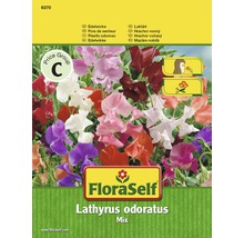 FloraSelf Semená hrachor voňavý Lathyrus odoratus mix