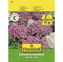 FloraSelf Lobularia maritima Alyssum, fialová, balenie