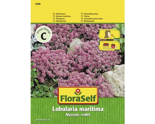 FloraSelf Lobularia maritima Alyssum, fialová, balenie
