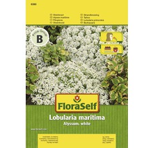 FloraSelf Lobularia maritima semená, biela Tarička prímorská