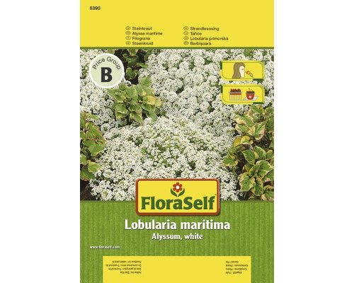 FloraSelf Lobularia maritima semená, biela Tarička prímorská