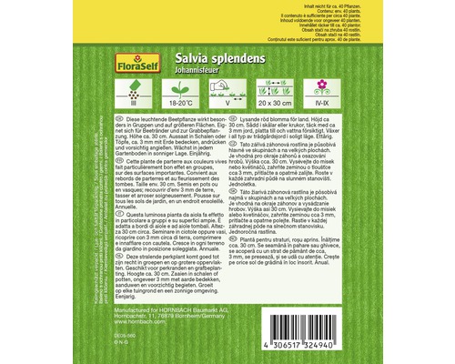 Salvia splendens Johannisfeuer balenie semien rastlín