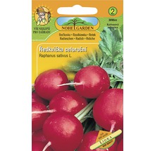 Balenie semien reďkovky