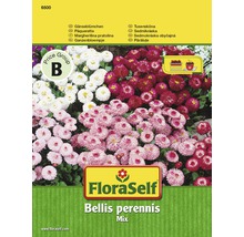 Balenie semien sedmokrások FloraSelf Bellis perennis Mix