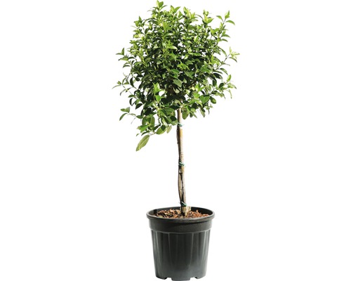 Kalina modroplodá polokmeň FloraSelf Viburnum tinus výška kmeňa 45 cm kvetináč 9 l